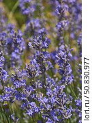 Lavender (lat. Lavandula) blooms in the garden. Lavender is a genus of plants in the family Lamiaceae or Labiatae. Стоковое фото, фотограф Андрей Жигальцов / Фотобанк Лори