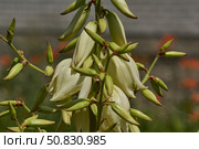 Yucca (Latin. Yucca) blooms in the garden. Yucca is a genus of arboreal evergreen plants of the Agave subfamily (Agavoideae) of the Asparagaceae family. Стоковое фото, фотограф Андрей Жигальцов / Фотобанк Лори