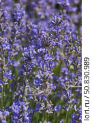 Lavender (lat. Lavandula) blooms in the garden. Lavender is a genus of plants in the family Lamiaceae or Labiatae. Стоковое фото, фотограф Андрей Жигальцов / Фотобанк Лори
