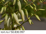 Yucca (Latin. Yucca) blooms in the garden. Yucca is a genus of arboreal evergreen plants of the Agave subfamily (Agavoideae) of the Asparagaceae family. Стоковое фото, фотограф Андрей Жигальцов / Фотобанк Лори