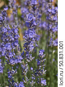 Lavender (lat. Lavandula) blooms in the garden. Lavender is a genus of plants in the family Lamiaceae or Labiatae. Стоковое фото, фотограф Андрей Жигальцов / Фотобанк Лори