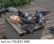 Стая голубей поедает буханку хлеба. Стоковое фото, фотограф Анатолий Володин / Фотобанк Лори