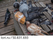 Стая голубей поедает буханку хлеба. Стоковое фото, фотограф Анатолий Володин / Фотобанк Лори