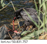 Черный ворон съедает свою добычу. Стоковое фото, фотограф Анатолий Володин / Фотобанк Лори