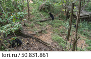 Two biruangs are feeding in the Bornean Sun Bear Conservation Centre. Endemic animals Helarctos malayanus eat fruits laid out on the ground at the roots of trees, on the grass. Malaysia. Borneo. Стоковое фото, фотограф Вера Ивановна Кубарева / Фотобанк Лори