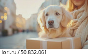 Golden friend's delivery: A heartfelt gift on a sun-kissed street. Стоковое AI-видео, аниматор Данила Большаков / Фотобанк Лори