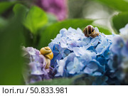 Grape snail (Helix pomatia) on a flowering hydrangea. A garden pest. An edible snail. A terrestrial gastropod mollusk of the Helicidae family. Стоковое фото, фотограф Photojuli / Фотобанк Лори