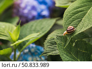 Grape snail (Helix pomatia) on a flowering hydrangea. A garden pest. An edible snail. A terrestrial gastropod mollusk of the Helicidae family. Стоковое фото, фотограф Photojuli / Фотобанк Лори