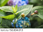 Grape snail (Helix pomatia) on a flowering hydrangea. A garden pest. An edible snail. A terrestrial gastropod mollusk of the Helicidae family. Стоковое фото, фотограф Photojuli / Фотобанк Лори