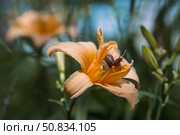 Grape snail (Helix pomatia) on garden flowers. Garden pest. Edible snail. Terrestrial gastropod mollusk of the Helicidae family. Стоковое фото, фотограф Photojuli / Фотобанк Лори