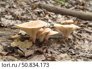 Говорушка ворончатая (лат. Clitocybe gibba) Стоковое фото, фотограф Алексей Букреев / Фотобанк Лори