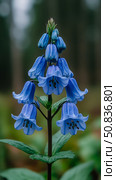 Delicate Bluebell Display: Serene woodland blooms for springtime nature prints. Стоковое AI-изображение, AI-художник Данила Большаков / Фотобанк Лори
