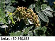 A useful plant (Rhus coriaria) with ripening bunches grows in the forest. Стоковое фото, фотограф Татьяна Ляпи / Фотобанк Лори