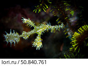 Ornate Ghost Pipefish (Solenostomus paradoxus) stock photo. Рыба-призрак (трубкорыл-арлекин). Стоковое фото, фотограф Никита Костылев / Фотобанк Лори