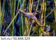 Common sea dragon Phyllopteryx taeniolatus is a marine fish of the order Syngnathiformes. Стоковое фото, фотограф Андрей Армягов / Фотобанк Лори