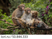 Macaques in nature. Macaques constitute a genus (Macaca) of gregarious monkeys. Стоковое фото, фотограф Андрей Армягов / Фотобанк Лори