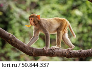 Macaques in nature. Macaques constitute a genus (Macaca) of gregarious monkeys. Стоковое фото, фотограф Андрей Армягов / Фотобанк Лори