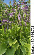 Vertical video of a beautiful garden perennial flowering plant hosta (lat. Hosta) with large two-color leaves and violet flowers on summer sunny day. Natural floral background. Floriculture as a hobby. Стоковое видео, видеограф Виктория Катьянова / Фотобанк Лори
