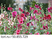 Beautiful flowerbed with colorful blooming mallows. Стоковое фото, фотограф Володина Ольга / Фотобанк Лори