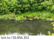 Летний пейзаж, отражения и тени на спокойной воде, водоросли и растения. Река Красивая Меча, Тульская область, Россия. Стоковое фото, фотограф Андрей Цыганков / Фотобанк Лори