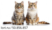 Two Tabby Cats Sitting Against White Background. Generative AI. Стоковое AI-изображение, AI-художник Roman Zavorotny / Фотобанк Лори