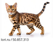 Confident Bengal Cat Walking on White Background. Generative AI. Стоковое AI-изображение, AI-художник Roman Zavorotny / Фотобанк Лори