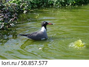 Laughing gull (lat.- Larus atricilla) Стоковое фото, фотограф Irina Opachevsky / Фотобанк Лори