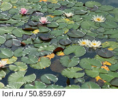 A high-angle features white and pink water lilies amidst a sea of green lily pads on dark water. Concept of Pond ecosystem. Стоковое фото, фотограф Ольга Петрова-Апостолова / Фотобанк Лори