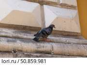 A solitary one-legged pigeon perches on the ledge of a building with geometric patterns. Стоковое фото, фотограф Виктор Ветошкин / Фотобанк Лори