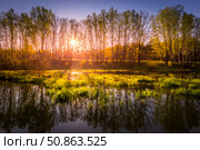 Dawn or sunset on a pond with young green reeds, birches on the neighboring shore. Стоковое фото, фотограф Емельянов Евгений Викторович / Фотобанк Лори