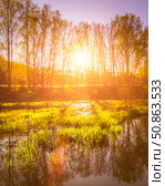 Dawn or sunset on a pond with young green reeds, birches on the neighboring shore. Стоковое фото, фотограф Емельянов Евгений Викторович / Фотобанк Лори