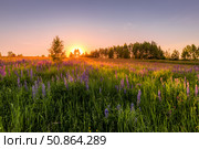 Sunset or dawn on a field with purple lupins, wild carnations and young birches in clear summer weather and a clear cloudless sky. Стоковое фото, фотограф Емельянов Евгений Викторович / Фотобанк Лори
