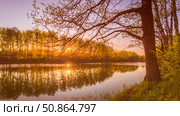 Sunrise or sunset on a pond with young green reeds, birches on the neighboring shore, reflected in water, fog and the sun. Стоковое фото, фотограф Емельянов Евгений Викторович / Фотобанк Лори