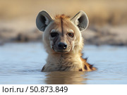 Portrait of a hyena partially submerged in water, taken against the backdrop of the savannah. The animal looks straight into the camera, creating the effect of an attentive and even slightly ironic look. Highly detailed fur and soft bokeh of the background emphasize the expressiveness of the picture. Ideal for wildlife themes, African animals, photography of animals in their natural environment, ecotourism and zoological projects. Стоковое AI-изображение, AI-художник Анна Кривицкая / Фотобанк Лори