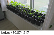 Vegetables seedlings. Young plants sprout growing in seed trays, in pots indoor. Early plant development. Green Tomato, pepper plant recently germinated and ready for thinning. Home gardening concept. Стоковое видео, видеограф Марина Демидюк / Фотобанк Лори