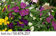 Wild pansies, Viola Tricolor, also known as Johnny Jump Up. Many Purple and Yellow Flowers. Pansies on a Backyard. Landscaping in Green Home Garden. Landscape Design with Flower beds in Summer. Стоковое видео, видеограф Марина Демидюк / Фотобанк Лори