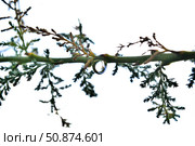 Rain drops on the branches of trees. Стоковое фото, фотограф Александр Карпенко / Фотобанк Лори