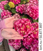 Pink hydrangea in the city park. a lush flower. background for the design. Стоковое фото, фотограф Алёна Мостович / Фотобанк Лори