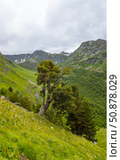 Деревья, растущие на горном склоне. Стоковое фото, фотограф Игорь Дашко / Фотобанк Лори