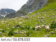 Отара овец пасется на горном склоне. Стоковое фото, фотограф Игорь Дашко / Фотобанк Лори