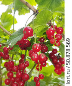 Красная смородина или садовая смородина (Ribes rubrum). В скандинавских странах ее часто используют в качестве ингредиента фруктовых супов и пудингов. Стоковое фото, фотограф Сергей Елизарьев / Фотобанк Лори