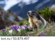 Marmot on the alpine meadow with crocus flowers. Стоковое AI-изображение, AI-художник Евгений Харитонов / Фотобанк Лори