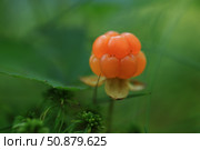Спелая морошка в лесу. Стоковое фото, фотограф Роман Рожков / Фотобанк Лори
