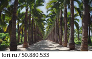 Sunlight filtering through towering palm trees along pristine white sand walkway, showcasing peaceful tropical landscape with serene coastal atmosphere. Стоковое AI-видео, аниматор Данил Руденко / Фотобанк Лори