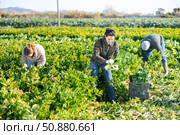 Women and man harvesting celery on plantation. Стоковое фото, фотограф Яков Филимонов / Фотобанк Лори