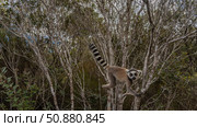 Cute young ring-tailed lemur catta is sitting on a tree, holding onto branches with his paws, looking at the camera. Fluffy beige fur, big orange eyes. The long striped tail is raised. Madagascar. (2023 год). Стоковое фото, фотограф Вера Ивановна Кубарева / Фотобанк Лори