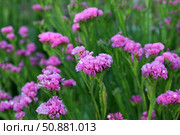 Яркая поляна цветущей розовой статицы (лат.Limonium sinuatum) на фоне пышной зелени в яркий солнечный день. Стоковое фото, фотограф Наталья Сухорукова / Фотобанк Лори
