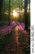 Enchanting forest glade bathed in sunlight with bluebells, evoking springtime tranquility and natural beauty. Стоковое AI-изображение, AI-художник Данила Большаков / Фотобанк Лори