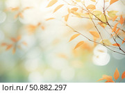 Sunlight filtering through golden autumn leaves creating dreamlike bokeh effect. Стоковое AI-изображение, AI-художник Иван Рябоконь / Фотобанк Лори