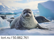 Crabeater seal resting on ice floe in antarctica. Стоковое AI-изображение, AI-художник Иван Рябоконь / Фотобанк Лори